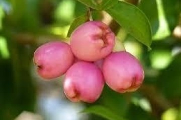 a close up of a fruit tree